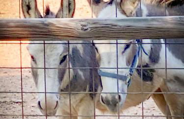 Charming Cabin in the Heart of the TX Hill Country - Photo 22