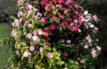 Polgwedhen Lodge - Photo 39