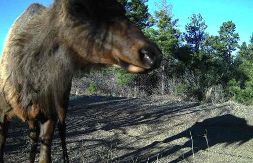 Old Raton Pass Base Camp Cabin with Loft Northern New Mexico Mountain Ranch on Colorado Border cabin - Foto 45