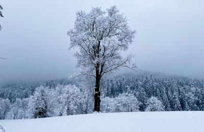 Zum Kistlerwirt - Foto 36