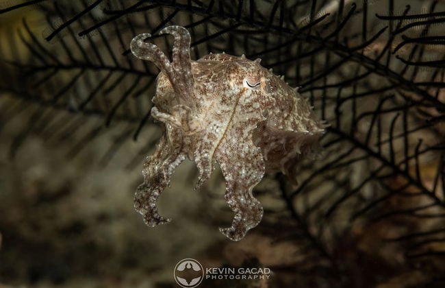 BADLADZ Staycation Condos - Foto 56