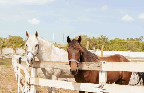 Tampa Bay Oasis - Foto 28