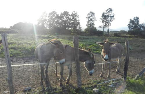 Monica di Sorbo - Foto 48