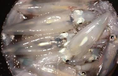 Apartment Nikki - Foto 17