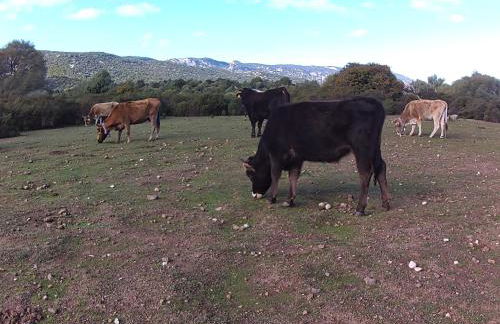 Dommu de Nannai Moro: Appartamento con terrazza - Foto 41