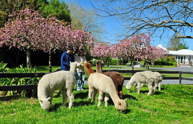 Silverstream Alpaca Farmstay and Tour - Foto 40