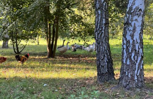 Ackermannia - Foto 55