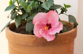 COQUETO VISTAS AL MAR - Foto 7