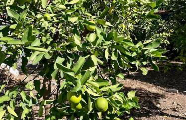 Casa MaBu by Your Madeira Rentals - Foto 35