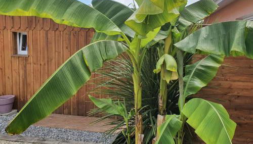 Lou Cachotte - Foto 3