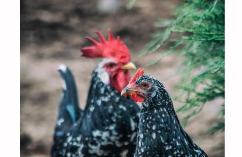 Agriturismo Il Riccio - Foto 50