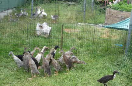 Ferienhof Lorenzen - Foto 13