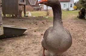 Harzglück - Foto 14