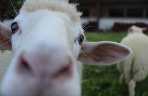 Ferienhof Schlag - Foto 6