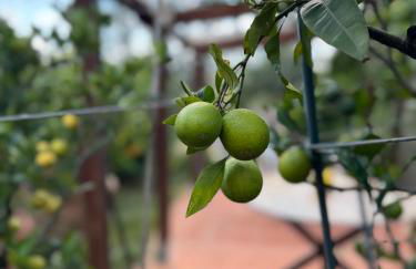 La Limonaia di Vanna - Foto 71