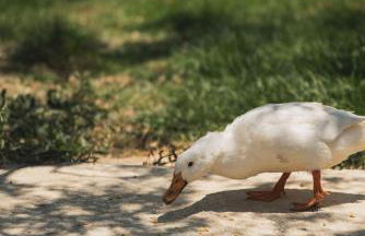 Casa di Voz Suites complex & free gym services by "elite" - Foto 70