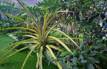 Casa Erika - Foto 13