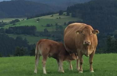 Ferienwohnung Stremme - Foto 13