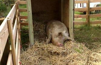 Tranquil Cabin with Hot Tub & Creek Views Near Bass Pro, Kodak Tennessee - Foto 27