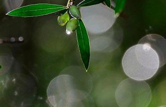 Traditional House Koukounara - Foto 51