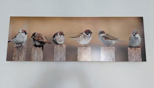 Les Jolis Nids - Studio Moineau - Foto 5