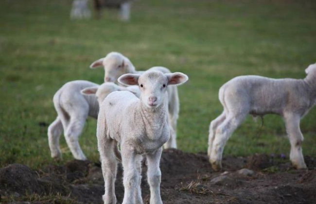 Eikelaan Farm Cottages - Foto 21