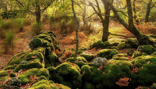 Casa Rural Acebuche - Valle del Ambroz, Cáceres - Foto 3, Other