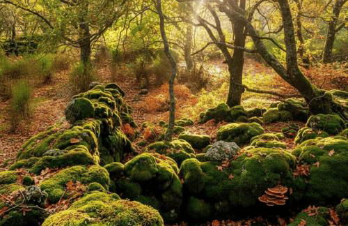 Casa Rural ARBEQUINA & Esquí La Covatilla - Foto 7