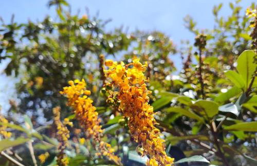 Flor e Luz Chalés - Foto 74