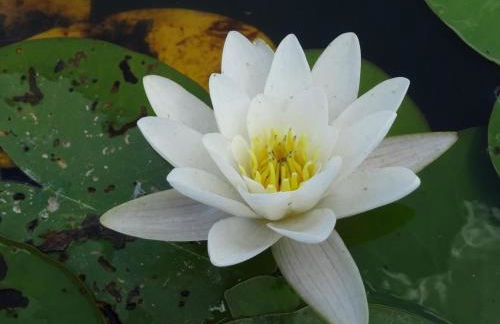 Holiday Home Fh Molkenberg by Interhome - Foto 26