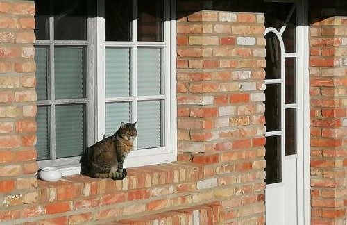 Boddenhus auf Rügen - Ferienwohnungen und Pension - Foto 20
