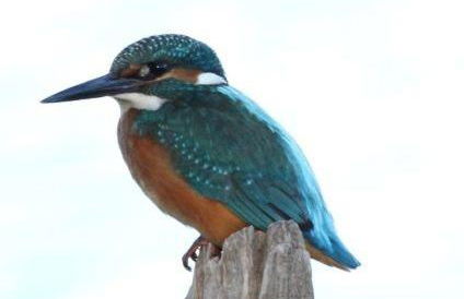 Le refuge de Chambord - Photo 37