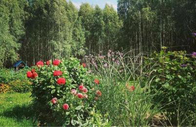 Siedlisko MiłoBrzózka - Photo 24