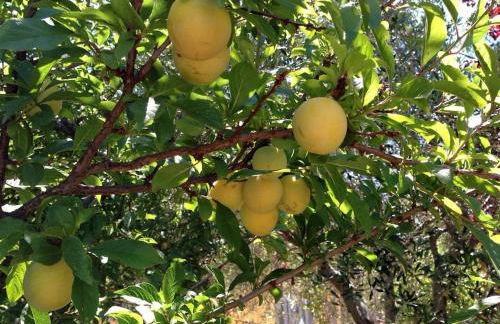 Casa in Gallura - Mare, Montagna, Escursioni - Foto 41