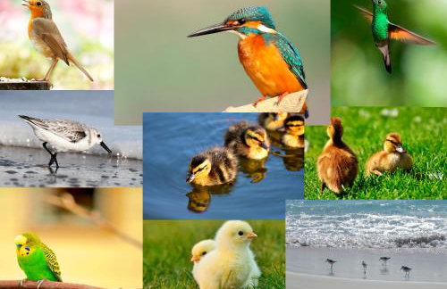 Feriasmares - Photo 34