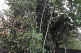 Villa Santo Antonio - Foto 24