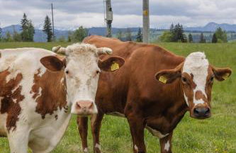 Jagodowa Osada - domki z balią z hydromasażem blisko term - Foto 24