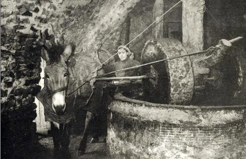 Olive oil mill - Foto 11