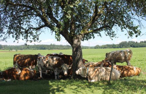 Bernwieserhof - Foto 39