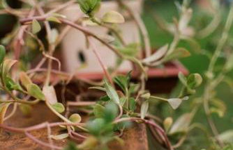 Casa Rudá Paraty - Foto 28