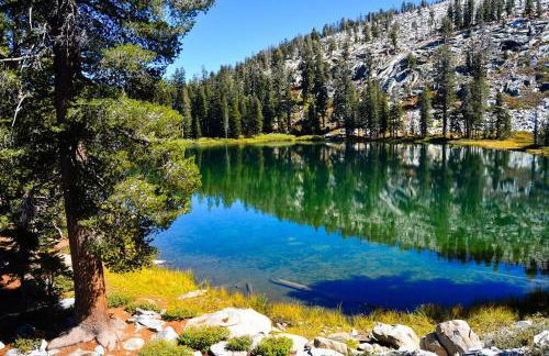 Sequoia Splendor, inside Kings Canyon NP by Visitors Center - Foto 70