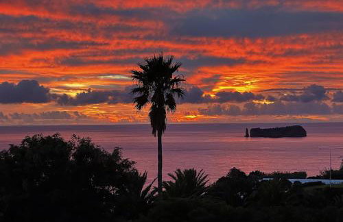 Lobo do Mar - Foto 28