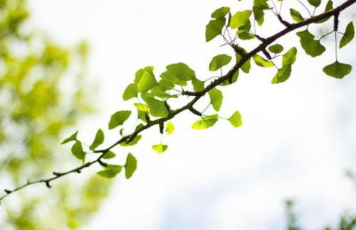 Ferienwohnung Am Ginkgobaum - Foto 18