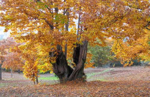 Casa da Bica Gondesende - Photo 42