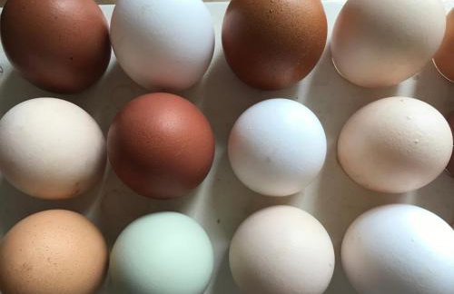 Landhof Lieg - Tierische Auszeit in unseren gemütlichen Ferienwohnungen - Foto 17