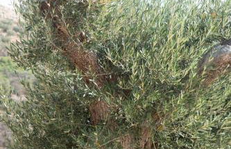 Apia Villas - Foto 22