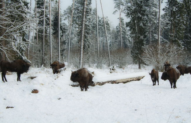 Agrousadba Pushchanskiy Ugolok - Foto 9