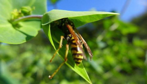Vacation home with a view of nature, home theater, fireplace - Foto 5