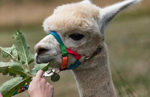 Ferienwohnung Alpaka Blick - Foto 37