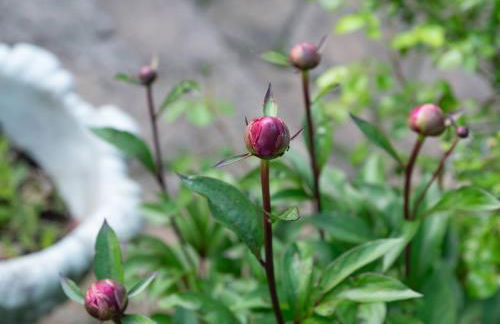 Gorgeous 4 BR House Near Station mins to London - Pass the Keys - Foto 64